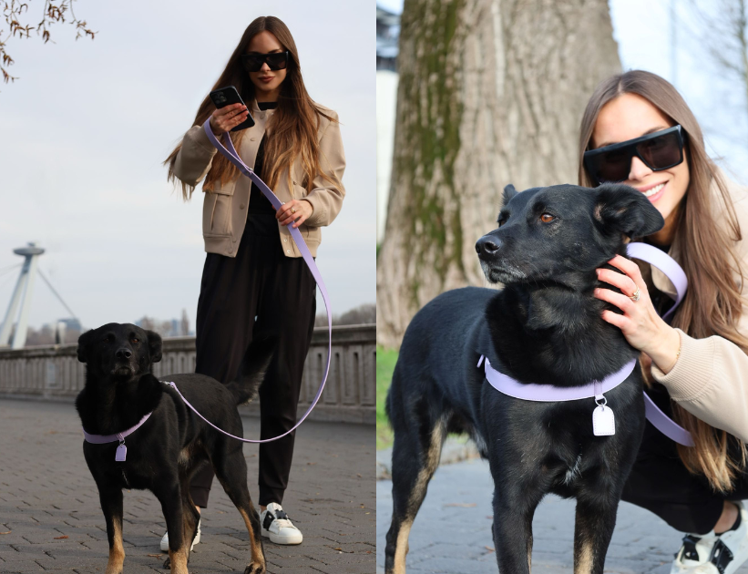 pomeranian postroj a vodítko